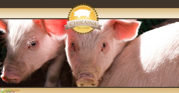 Chikaina Piggeries