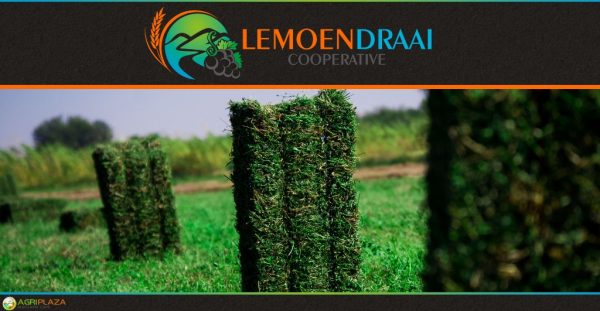 Lemoendraai Agricultural Association
