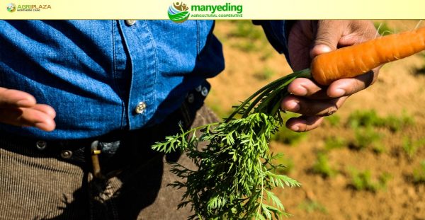 Manyeding Agricultural Cooperative