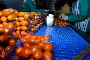 Emthanjeni Hydroponics Cooperative Tomatoes packing