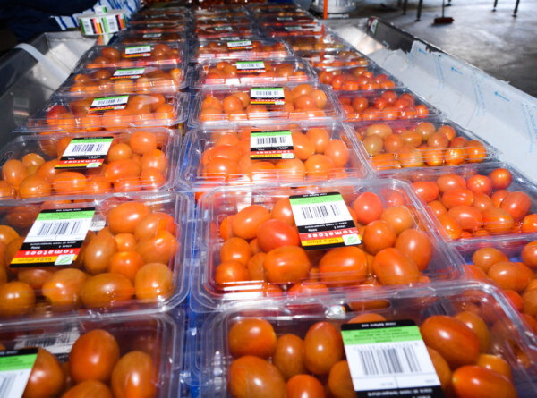 Emthanjeni Hydroponics Cooperative – Plum tomatoes from De Aar’s greenhouses