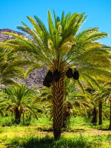 Henkries Dates - Date Palm