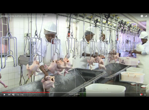 WARRENTON SUPER CHICKEN SUCCESS STORY
